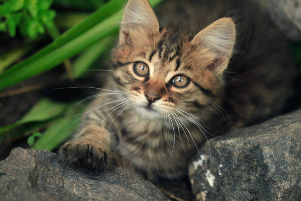 ふわふわの野生猫の肖像画 - 写真・画像