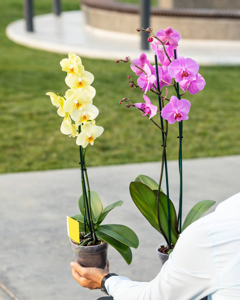 Hermosas orquídeas polilla amarilla y rosa con fondo verde
 - Foto, Imagen