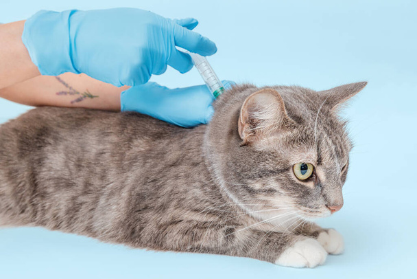 Veterinarian makes an injection in the withers of an adult cat. The concept of pets chipping and vaccinating - Photo, Image