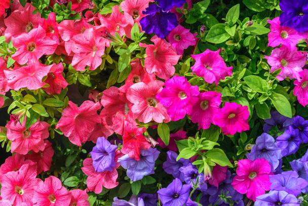 Tło żywych różowych, malinowych i niebieskich petunii to doskonała dekoracja ogrodu. - Zdjęcie, obraz