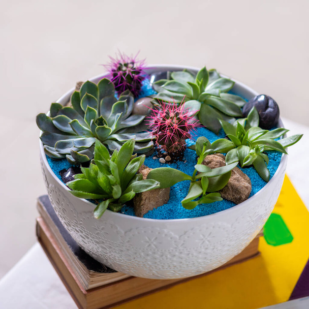 Πολύχρωμο terrarium με ζουμερό, κάκτο, λουλούδι, πέτρα, άμμο μέσα στην κατσαρόλα - Φωτογραφία, εικόνα