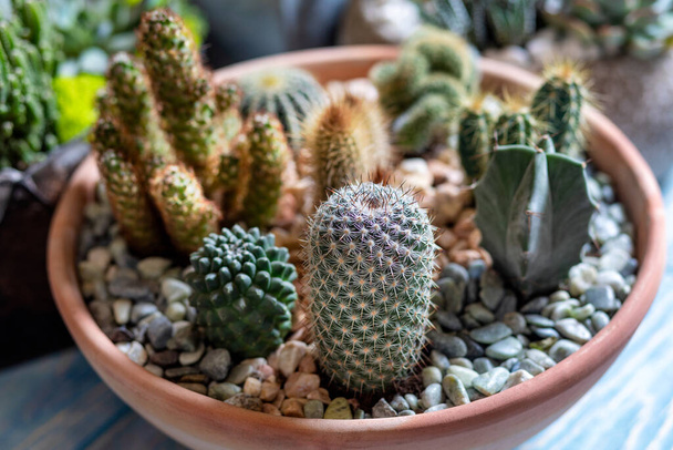 Hermoso cactus terrario de cerca
 - Foto, imagen