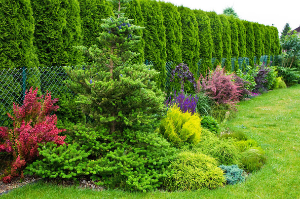 Exuberante composición verde de un jardín bien cuidado con abeto coreano y variedad de arbustos. Los árboles de thuja del vecino como telón de fondo
. - Foto, Imagen