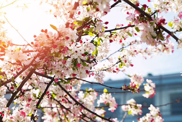 Gros plan sur le cerisier rose en fleurs - Photo, image