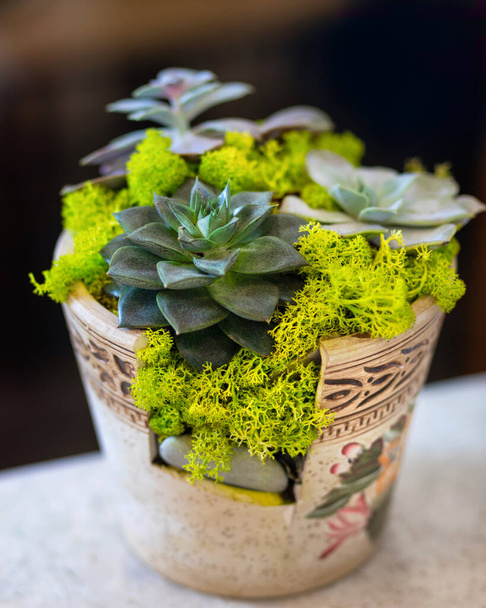 Creative terrarium plant in the vintage moss pot - Photo, Image