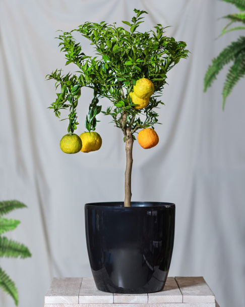 Roślina cytrynowa w czarnym garnku - Zdjęcie, obraz