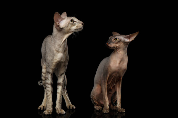 Two Peterbald Cats on isolated black background, female angry looking on male, Curious situation unfaithfulness, front view - 写真・画像