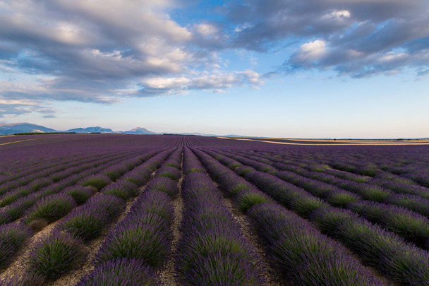 France Lavender - Fotografie, Obrázek
