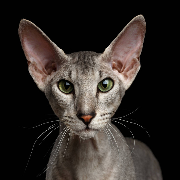 Close-up Portrait of Peterbald Sphynx Cat Curiosity Looks on Isolated Black background - Fotó, kép