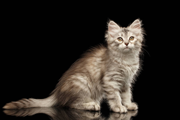 Silver Tabby Siberian kitty with furry coat sitting on isolated black background with reflection, side view - Foto, immagini