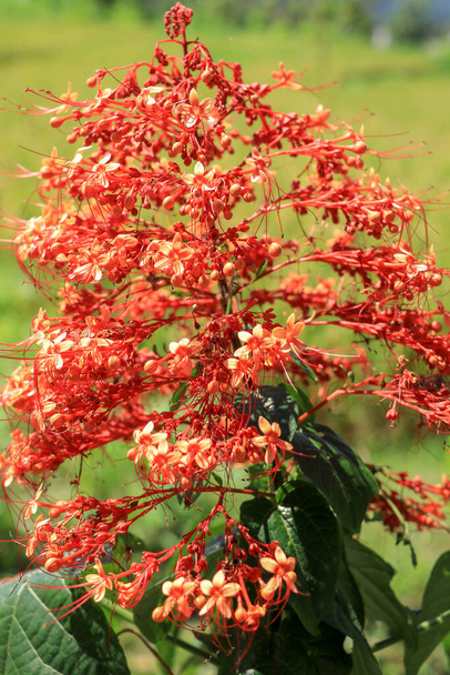 Close up red flowers of Clerodendrum Paniculatum or Pagoda Flower taken in Bali, Indonesia. - Photo, Image