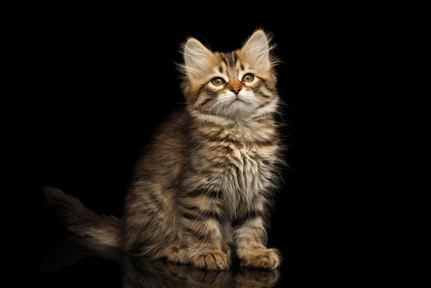 Brown Tabby Siberian kitty sitting and looks satisfied on isolated black background with reflection, front view - Foto, immagini
