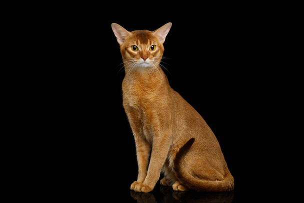 Abyssinian Cat Sitting with curious face, isolated on black background with reflection - Fotoğraf, Görsel