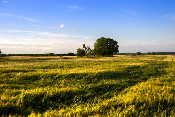 Paisaje de verano con un prado y cielo azul
. - Foto, Imagen