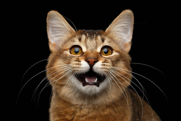 Close-up Portrait of meowing orange Somali kitty looking in camera on isolated black background - Foto, immagini