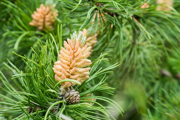 Brotes florecientes de conos de pino y agujas verdes en las ramas de un pino. Fondo de naturaleza
. - Foto, imagen