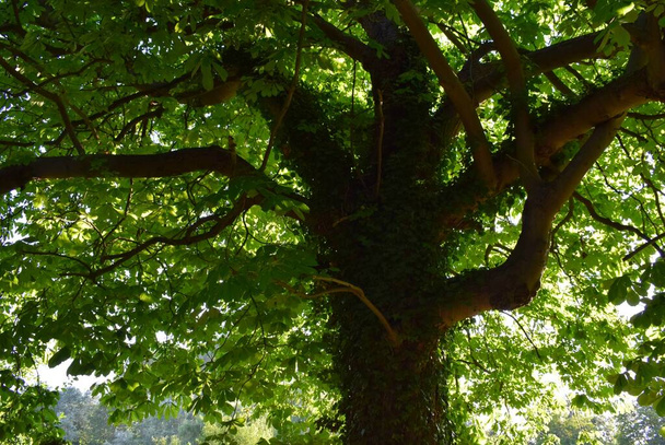 während der Baum wächst... higgledy-piggledy aus einer anderen Perspektive - Foto, Bild
