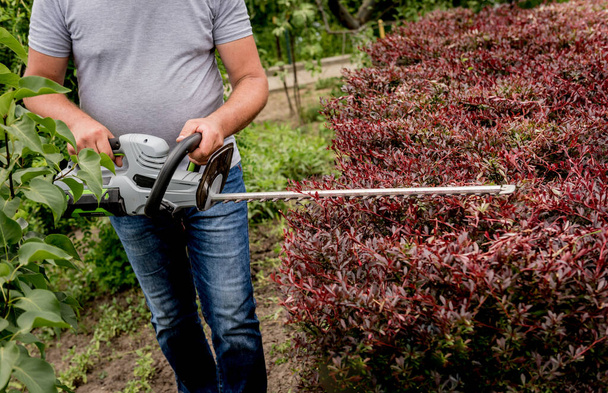 A gardener trimming shrub with hedge trimmer - Photo, image