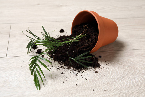 Overturned terracotta flower pot with soil and plant on wooden floor - Фото, изображение