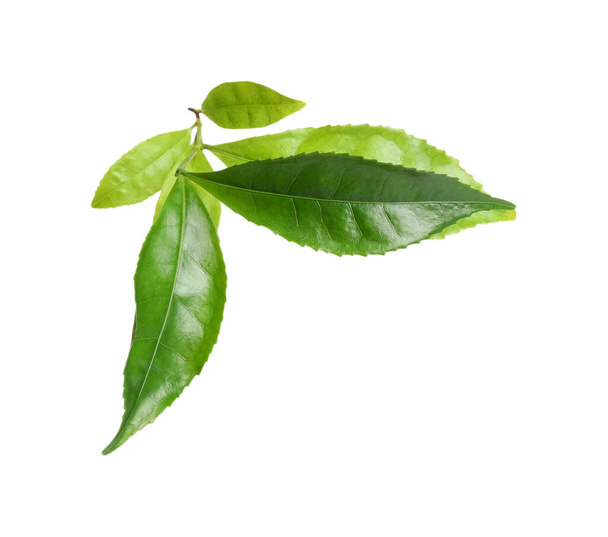 Green leaves of tea plant isolated on white - Photo, Image