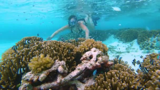 SOTTOACQUA Piccoli pesci esotici si disperdono nell'oceano mentre lo snorkeler esplora la barriera corallina - Filmati, video