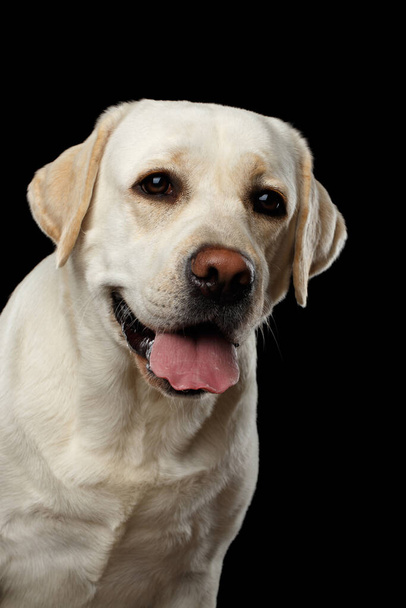 Close-up portrait of beige Labrador retriever dog with curious face in front view isolated black background - Photo, Image