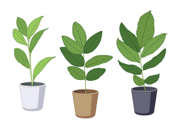 lucht zuivering groene bladeren bomen in potten vers op witte achtergrond illustratie vectorGroene bladeren bomen in potten vers op witte achtergrond illustratie vector - Foto, afbeelding
