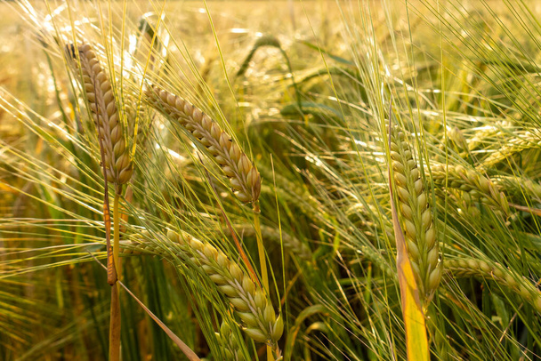 Шпильки пшениці в час збору. Вуха зерна на літньому полі. Золоті голови стиглої пшениці
. - Фото, зображення