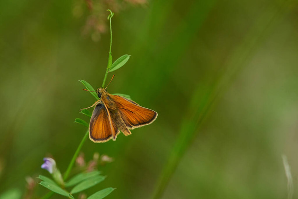 Small skipper (Thymelicus sylvestris) on a meadow - Photo, Image