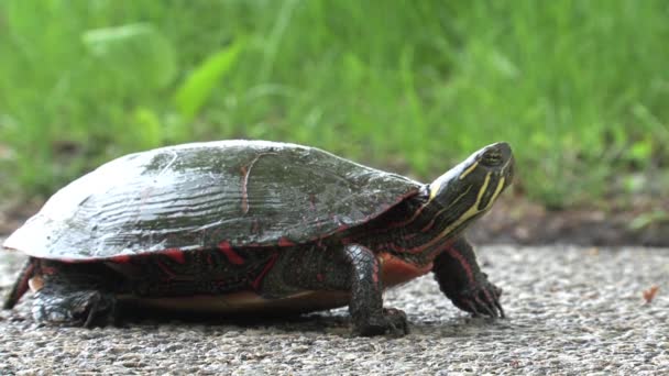 Turtle standing still on a road - Filmati, video