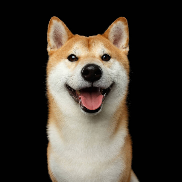 Portrait of Smiling Shiba inu Dog, Looks Happy, Isolated Black Background, Front view - Foto, Imagen