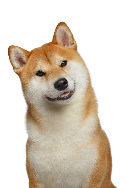 Cute Portrait of Smiling Shiba inu Dog on Isolated White Background, Front view - Foto, imagen