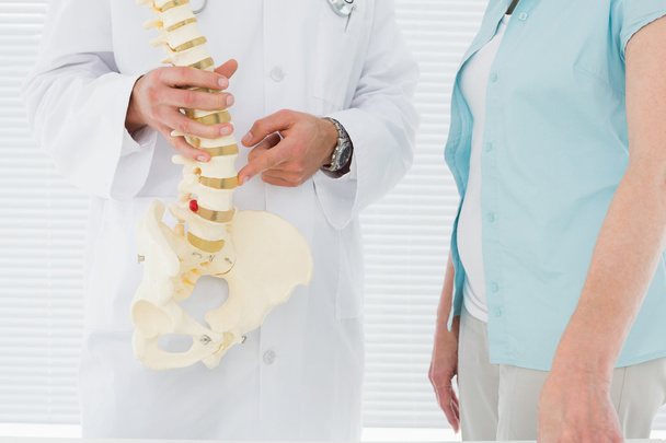 Mid section of a doctor explaining the spine to patient - Photo, image