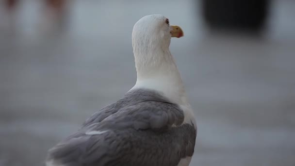 Seagull close up in Venice - Materiał filmowy, wideo