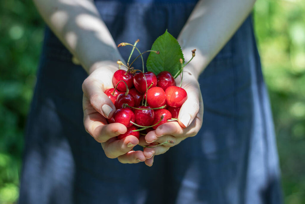 A woman holds full palms of ripe red sweet cherries. - Photo, Image