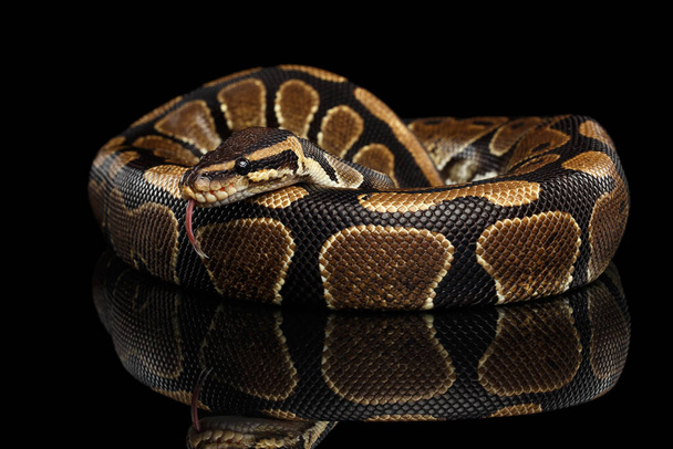 Мяч или королевский питон змея на изолированном черном фоне с отражением
 - Фото, изображение