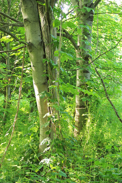 drzewa z winnicami i innymi zieleniami w lecie, Czechy - Zdjęcie, obraz