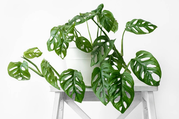 Beautiful monstera flower in a white pot stands on white wooden stand on a white background. The concept of minimalism. Monstera Monkey Mask or Monstera obliqua in pot. urban jungle interior. - Photo, Image