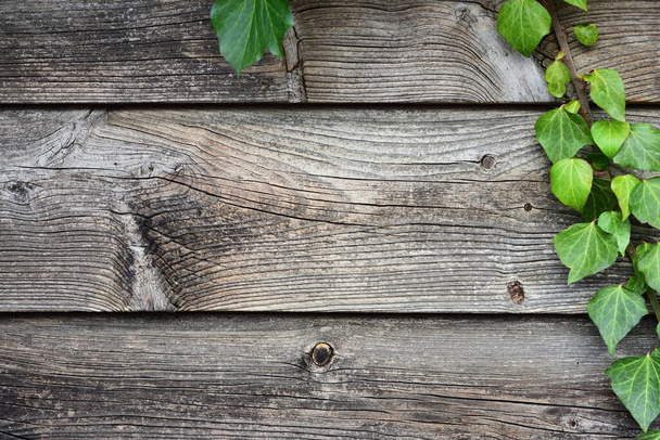 Background and close-up and structure of a weathered gray wooden plank with green ivy on the side - Фото, зображення