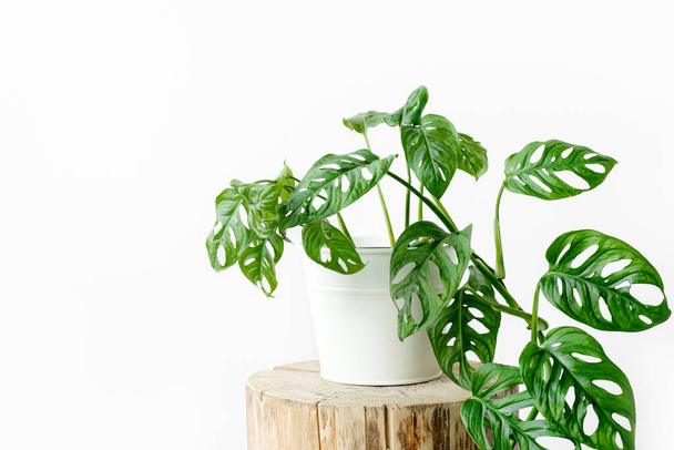 Beautiful Monstera flower in a white pot stands on a wooden stump on a white background. The concept of minimalism. Monstera Monkey Mask or Monstera obliqua.urban jungle interior - Foto, imagen