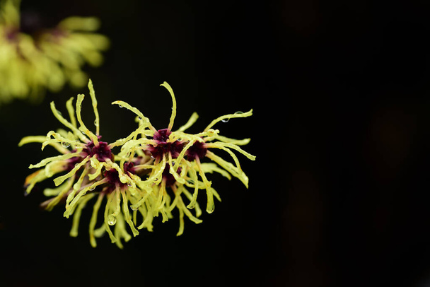 Close-up of blooming witch hazel or witch hazel in spring with raindrops in front of space for text, in February - Photo, Image