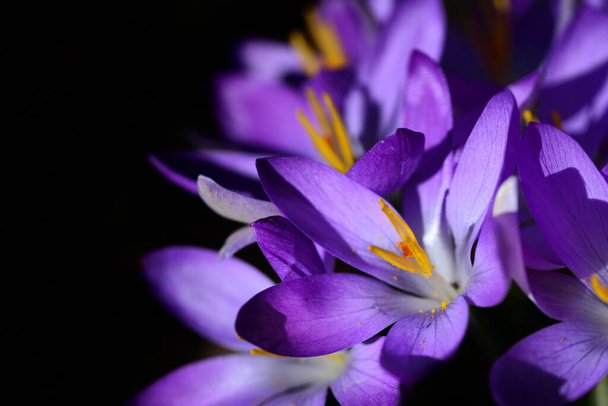 Nahaufnahme lila blühender Krokusse mit geöffneten Blütenblättern und zierlichen Samenfäden im Frühling in der Frühblüte als Vorbote der Hoffnung vor dunklem Hintergrund - Foto, Bild