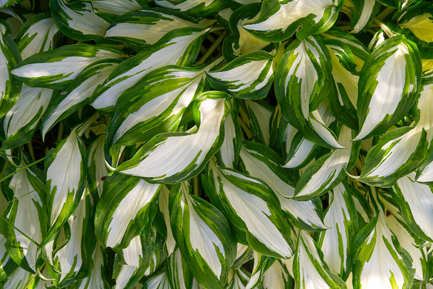 Plantain liliomok, Hosta növény a kertben. Közelkép zöld és fehér levelek, háttér. - Fotó, kép