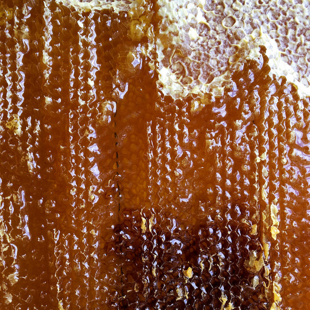 Drop of bee honey drip from hexagonal honeycombs filled with golden nectar. Honeycombs summer composition consisting of drop natural honey, drip on wax frame bee. Drop of bee honey drip in honeycombs. - Photo, image