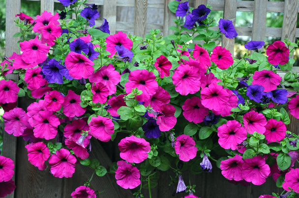 Gyönyörű rózsaszín és lila petúnia virágok a fa kerítésen - Fotó, kép
