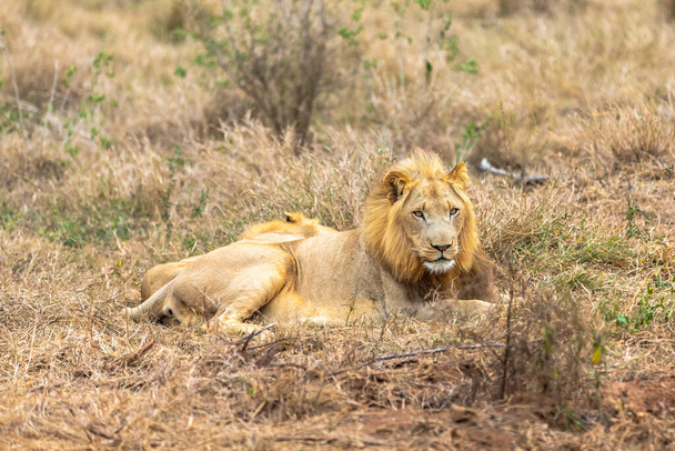 Löwe und Panthera leo. Liebe liegt in der Luft. Afrika. - Foto, Bild