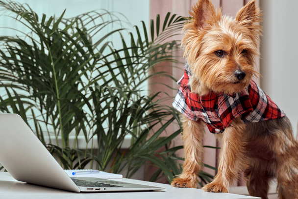 Cute terrier dog working on laptop at home. Technology concept. - Fotó, kép