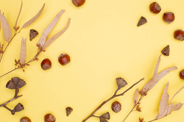 Hasselpähkinä keltaisella pohjalla. Pähkinät hajallaan, kuiva eukalyptus lehdet, eukalyptus laatikko siemenet, syksyllä tasainen lay, kopioi tilaa - Valokuva, kuva