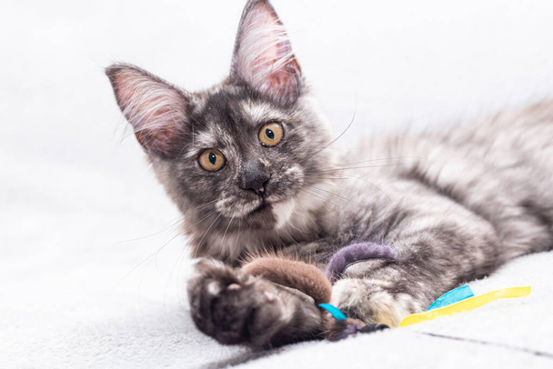 Kitten meinkua with a toy sandwiched in the front paws. - Foto, afbeelding