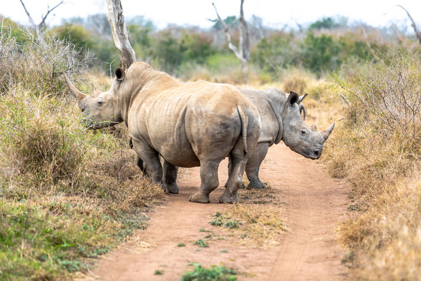 Le rhinocéros blanc ou rhinocéros à lèvres carrées est la plus grande espèce existante de rhinocéros. Afrique du Sud et Swaziland - Photo, image